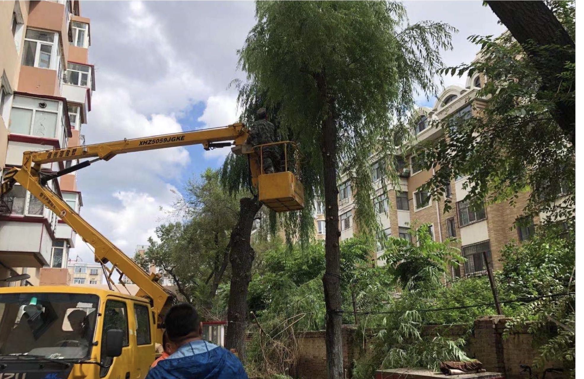 小區(qū)將對(duì)部分過高的樹木修剪